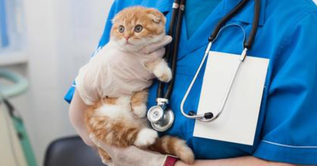 三鷹市の犬・猫の健康診断におすすめの動物病院
