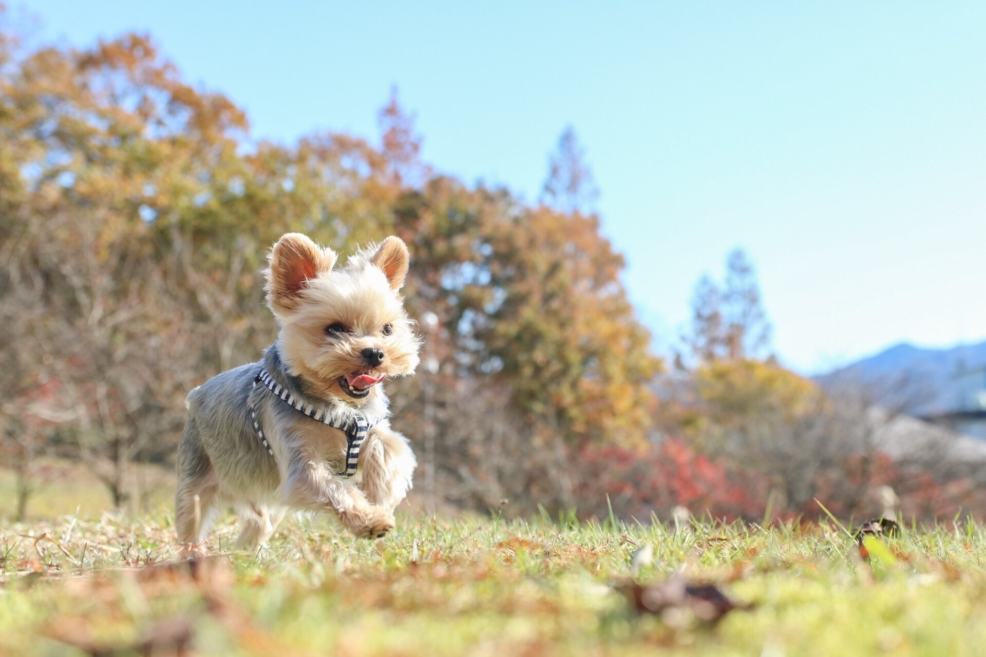 栄区の動物病院で健康診断を受ける犬
