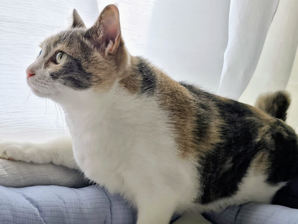 富田林市の動物病院で健康診断を受ける猫